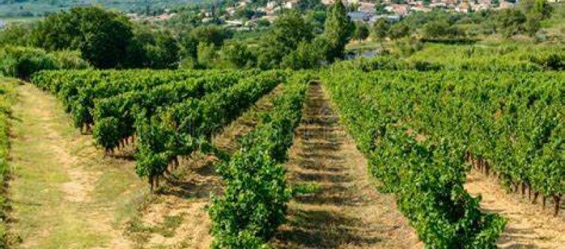 Atelier Dégustation Vins Jeudi 25 septembre à 19h00